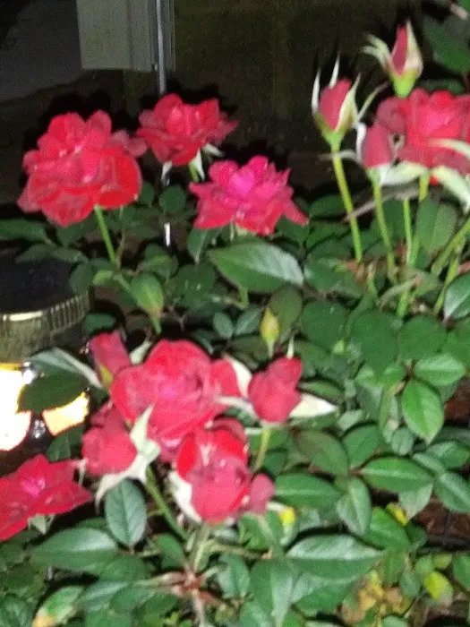 Wayside Co Ltd Picture 1