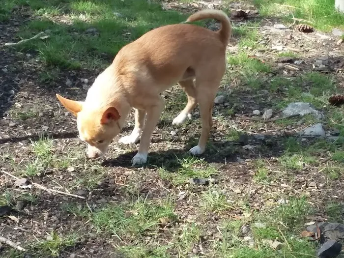 Rainbow Lake Campground Picture 6