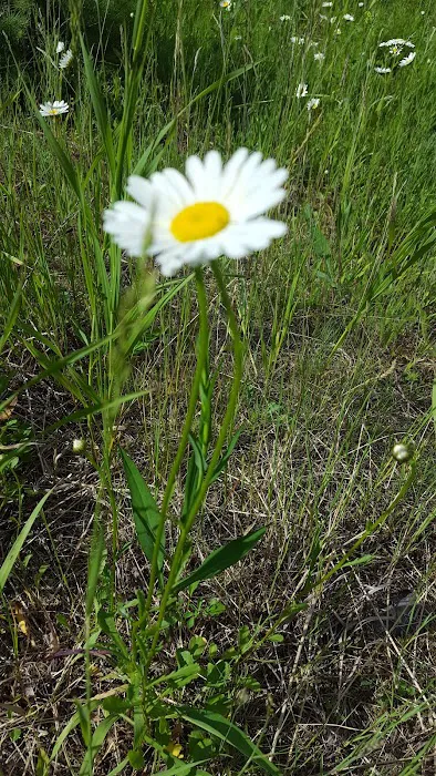 Spring Creek Campground Picture 2