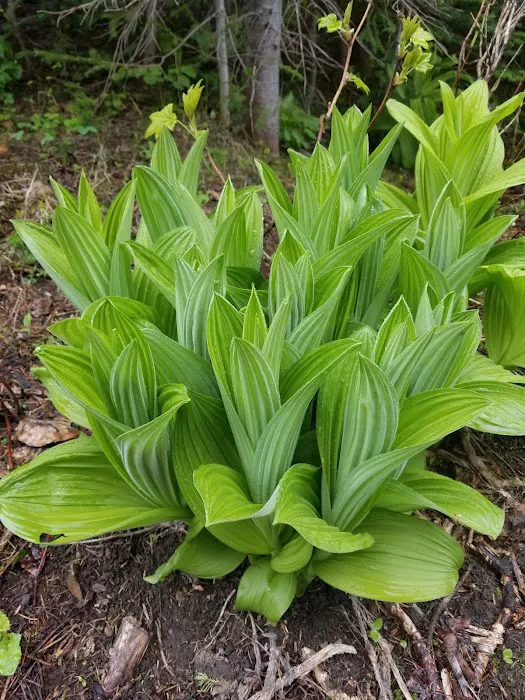 Moose Lake Campground Picture 8