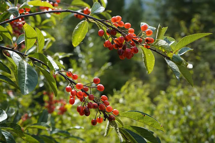 Wilderness Gateway Campground Picture 2