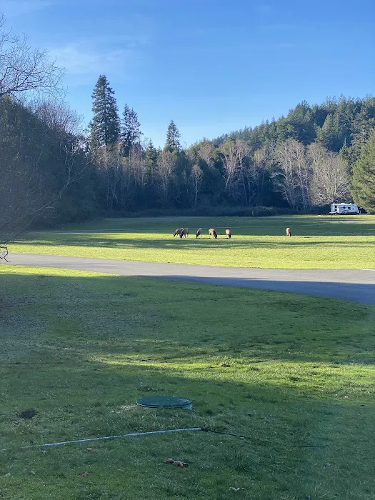 Quosatana Campground Picture 2