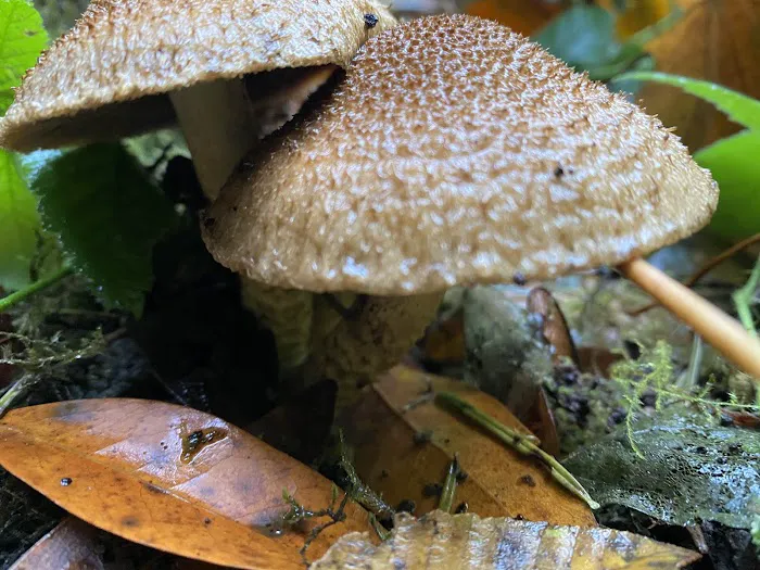 Quosatana Campground Picture 3