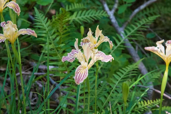 Tucker Flat Campground Picture 4