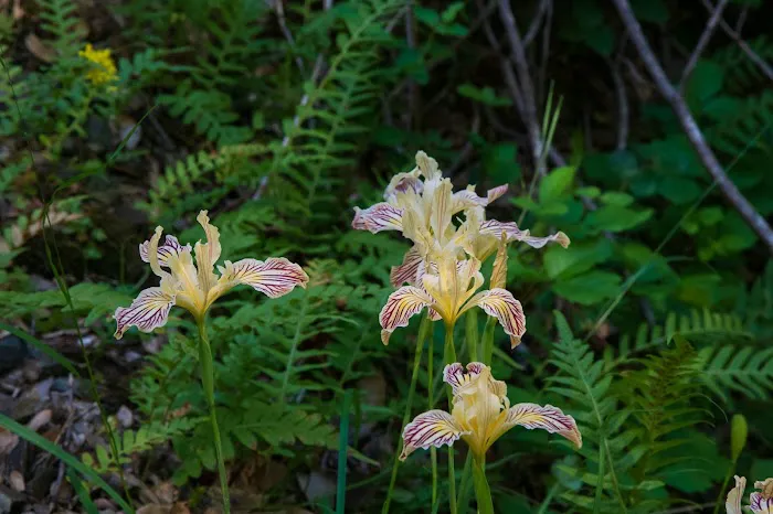 Tucker Flat Campground Picture 1