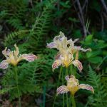 Tucker Flat Campground