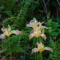 Tucker Flat Campground ico