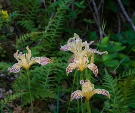 Tucker Flat Campground
