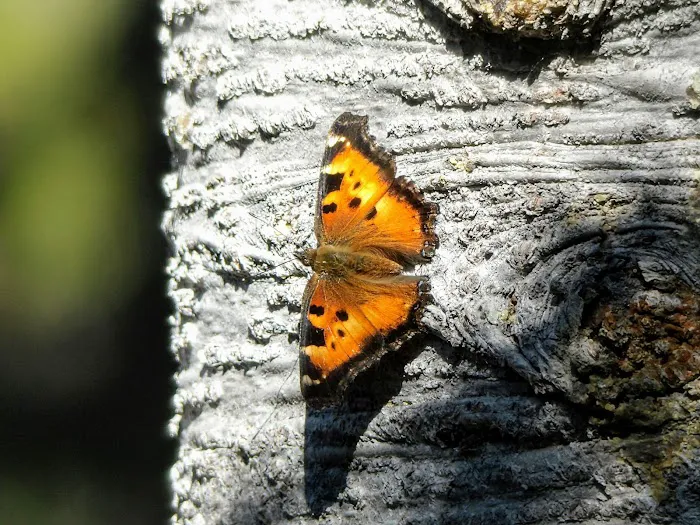 Mazama Campground Picture 10