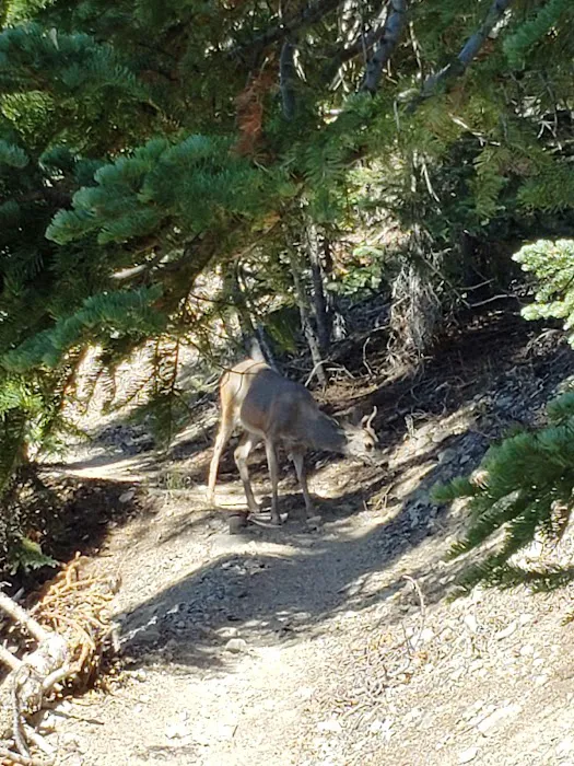 Mazama Campground Picture 1