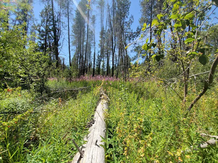 Williamson River Campground Picture 2