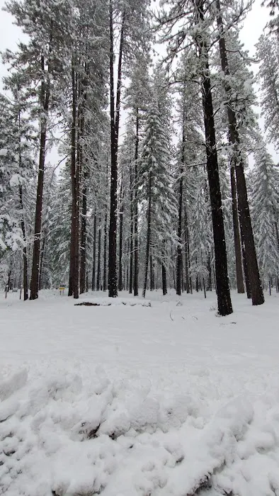 US Forestry Department Picture 2