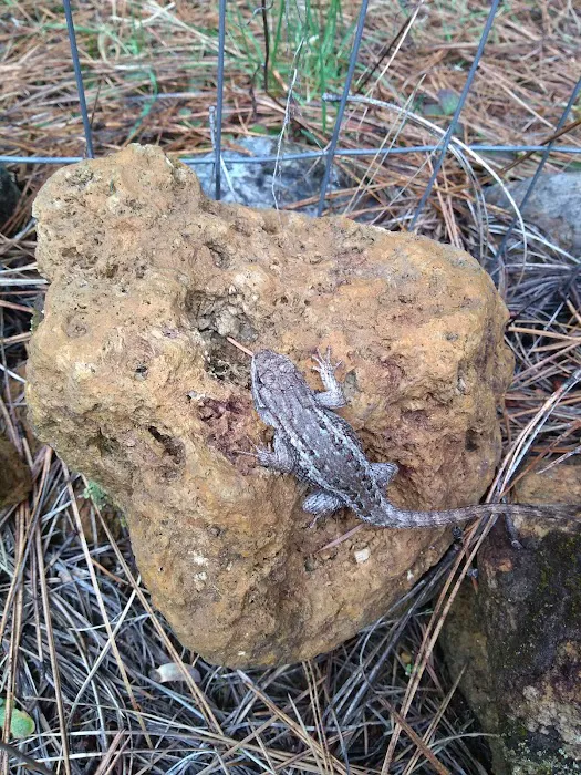 US Forestry Department Picture 4