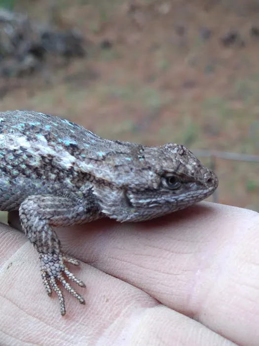 US Forestry Department Picture 6