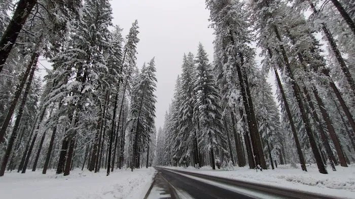 US Forestry Department Picture 1