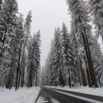 US Forestry Department