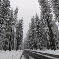 US Forestry Department ico