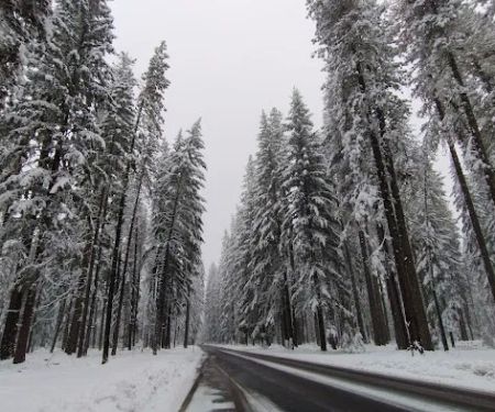 US Forestry Department