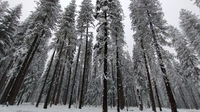 US Forestry Department Picture 3