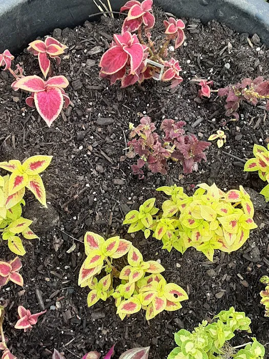 Quail Creek Inc Picture 4