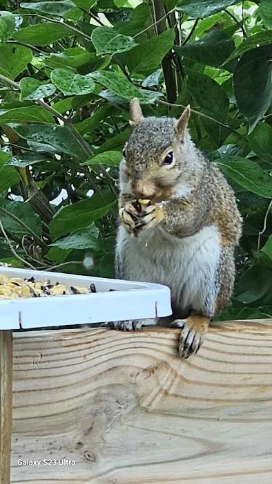 Green Valley RV Park Picture 2