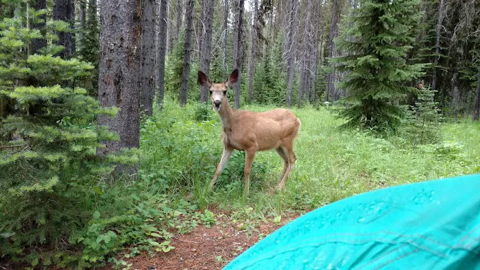 Tuchuck Campground Picture 6