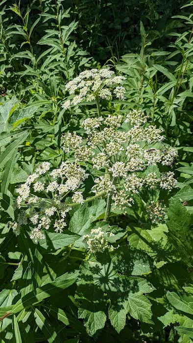 Red Meadow Lake Campground Picture 2