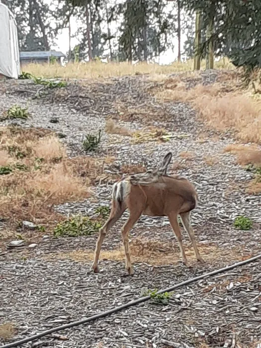 Camp Melita Island - Scouting America, Montana Council Picture 9