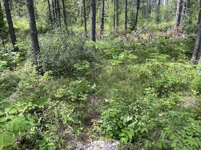 Mooseshroom Yurt Retreat and Campground Picture 5