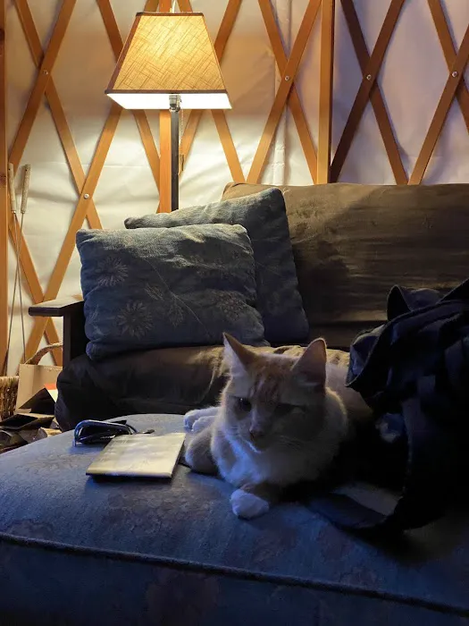 Mooseshroom Yurt Retreat and Campground Picture 6