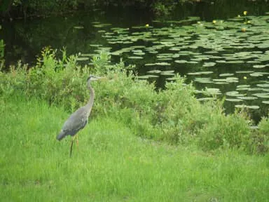 Glacier HipCamp (by Reservation Only) Picture 5