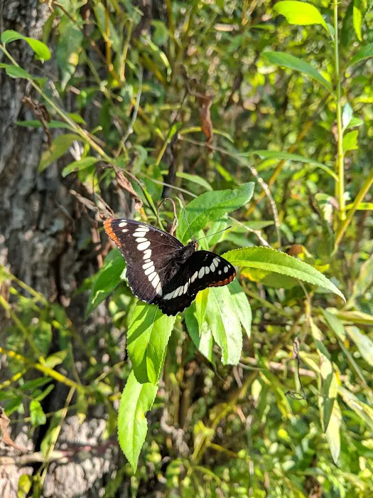 Doris Creek Campground Picture 8