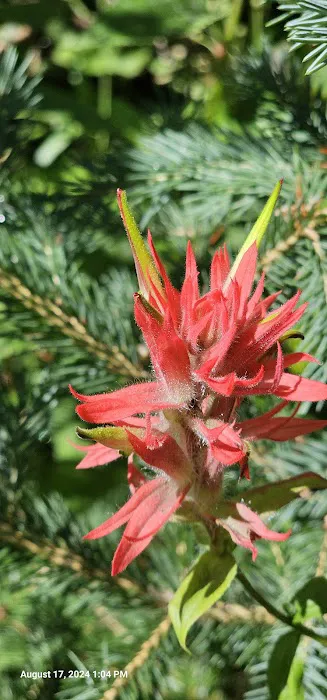 Doris Creek Campground Picture 2