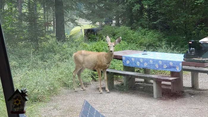 Lost Johnny Campground (recgovnpsdata) Picture 5