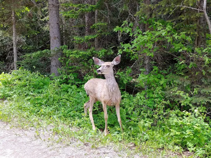 Lost Johnny Campground (recgovnpsdata) Picture 3