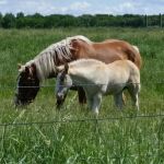 Southern Belle Mobile Community