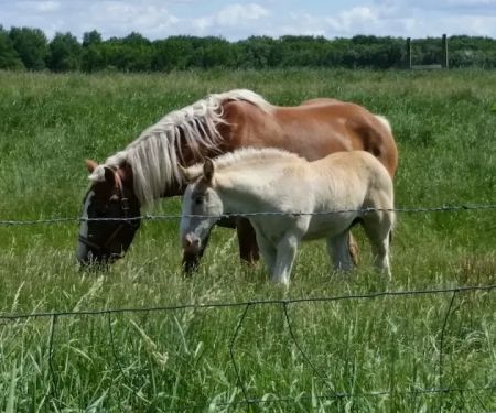 Southern Belle Mobile Community