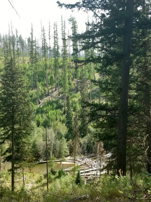 Logging Creek Campground Picture 5