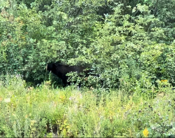 Polebridge dispersed campsites Picture 1