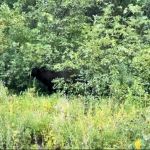 Polebridge dispersed campsites