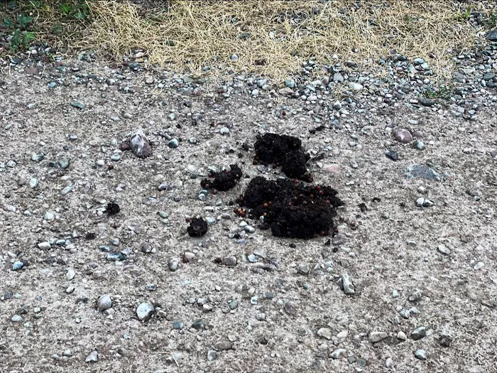 Polebridge dispersed campsites Picture 3