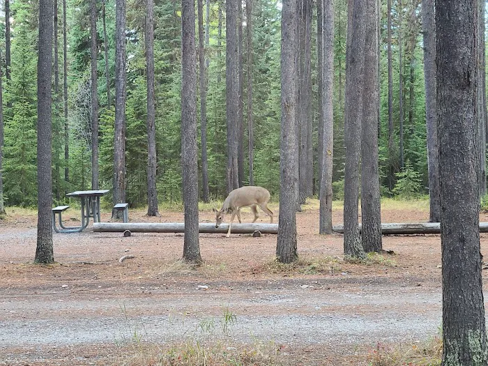 Bowman Lake Campground Picture 3