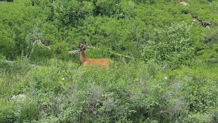 Bowman Lake Campground Picture 2