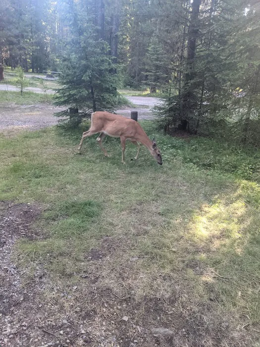 Bowman Lake Campground Picture 4