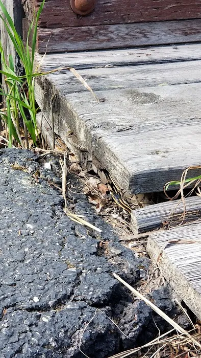 Lolo Creek Campground and Picnic Area Picture 5