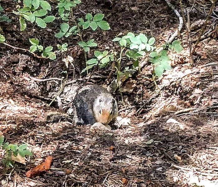 Lolo Creek Campground and Picnic Area Picture 3
