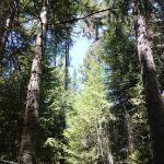 Lolo Creek Campground and Picnic Area