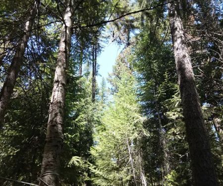 Lolo Creek Campground and Picnic Area