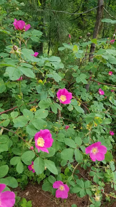 Lolo Creek Campground and Picnic Area Picture 9