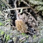 Slide Creek Campground